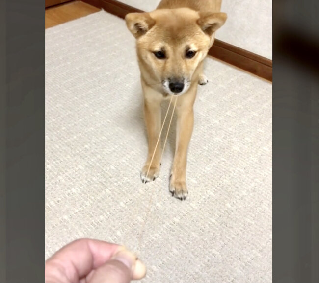 柴犬,動画