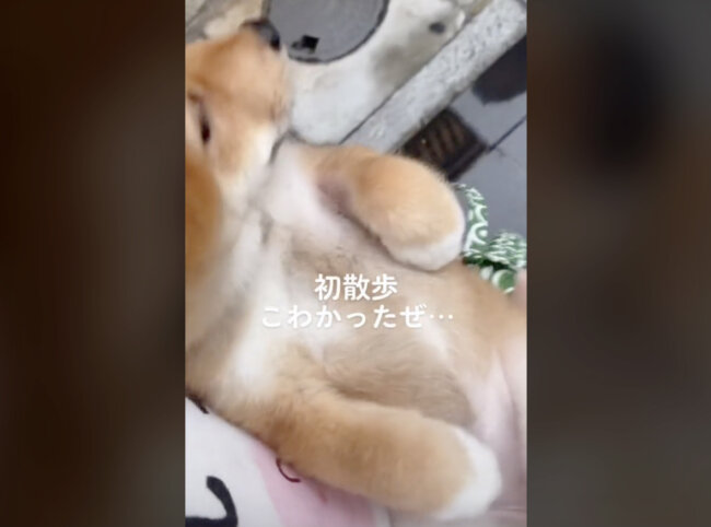 柴犬,動画