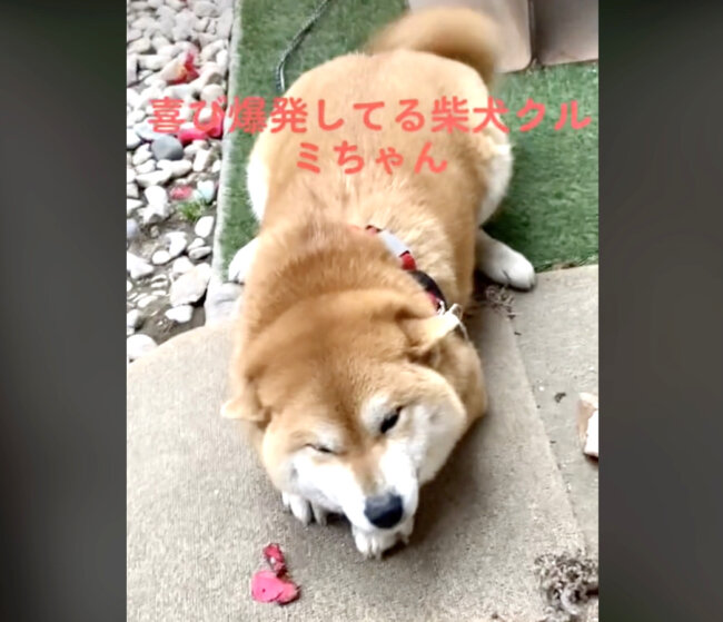 柴犬,動画