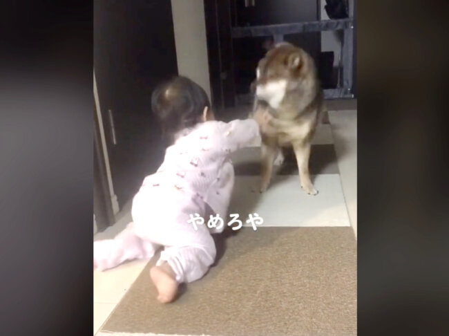 柴犬,動画