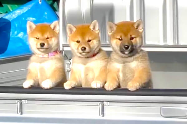 こっち見てる…！軽トラの荷台で警備中の柴犬3きょうだいが破壊的可愛さ