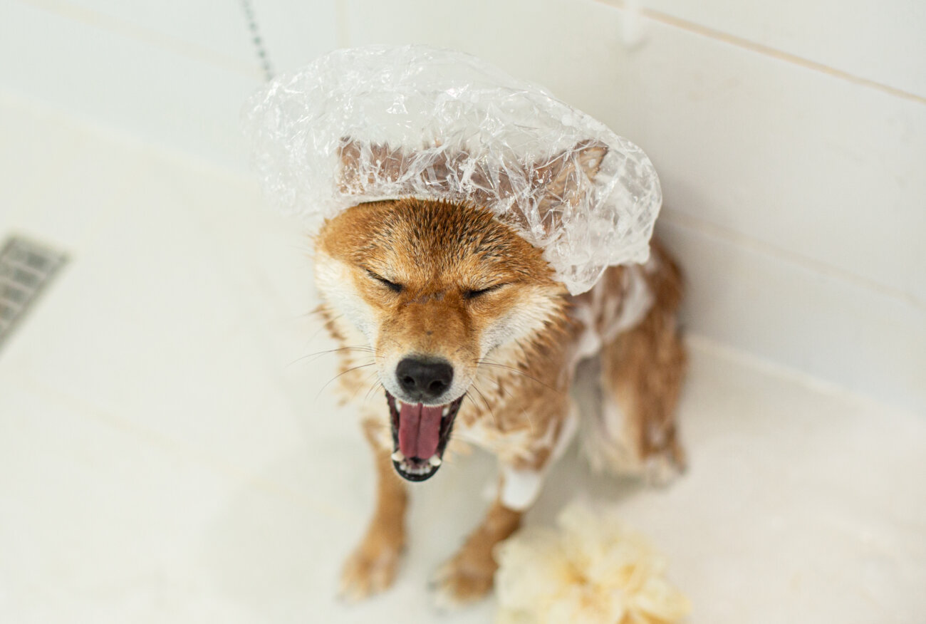 柴犬ライフ,ベルベットシャンプー,皮膚病