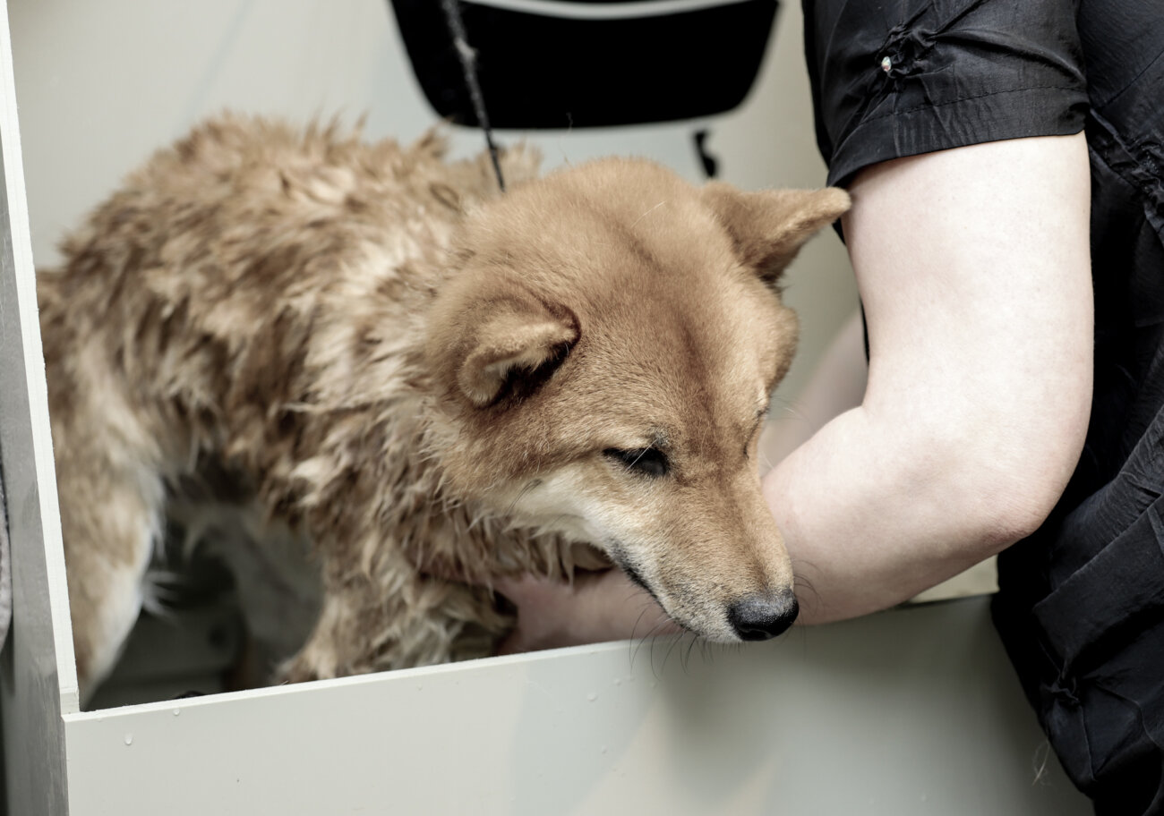 柴犬ライフ,ベルベットシャンプー,皮膚病