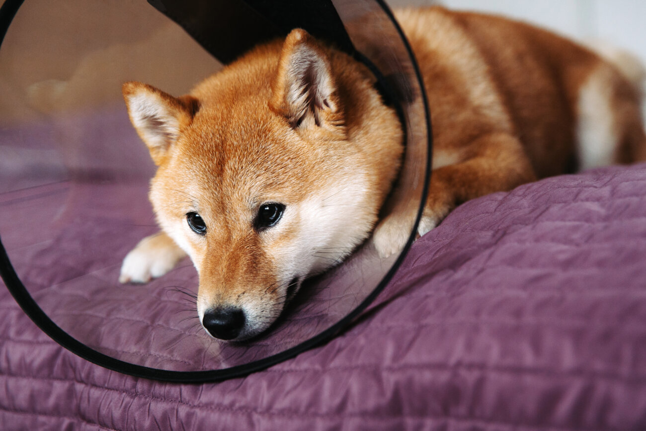 柴犬ライフ,ベルベットシャンプー,皮膚病