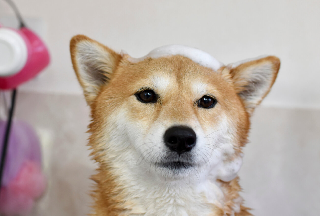 柴犬ライフ,ベルベットシャンプー,皮膚病