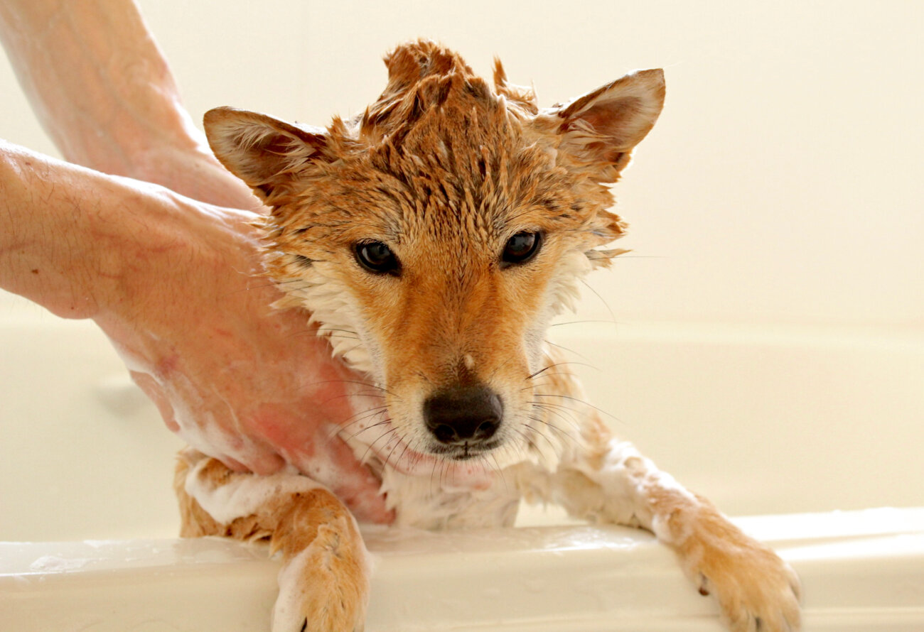 柴犬ライフ,ベルベットシャンプー,皮膚病