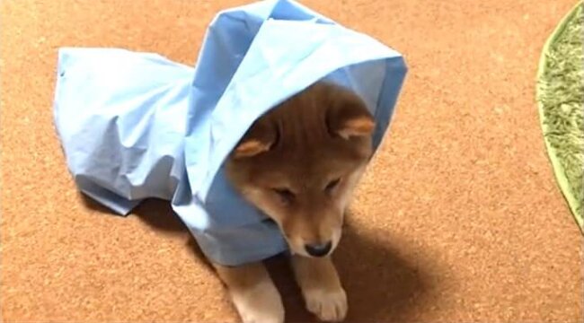 柴犬,動画