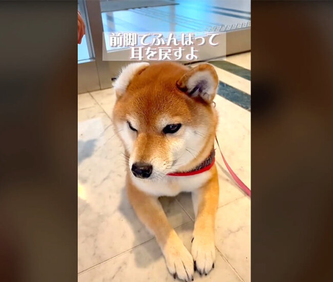 柴犬,動画