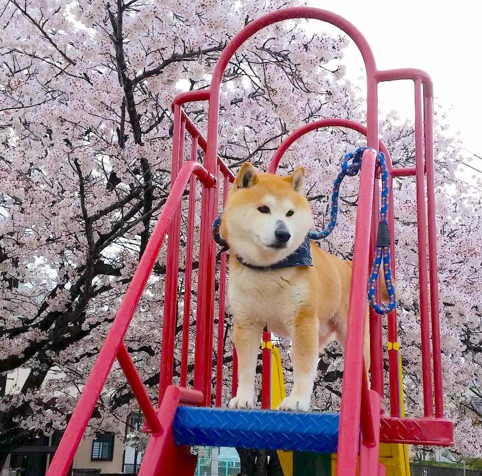 柴犬