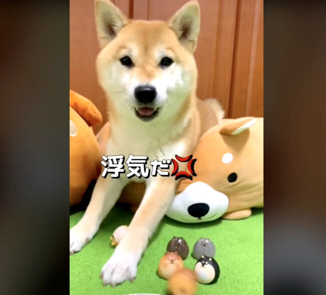 柴犬,動画