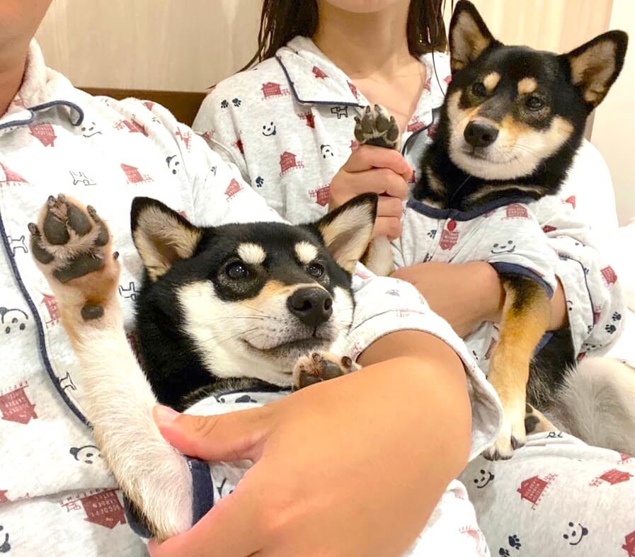 柴犬