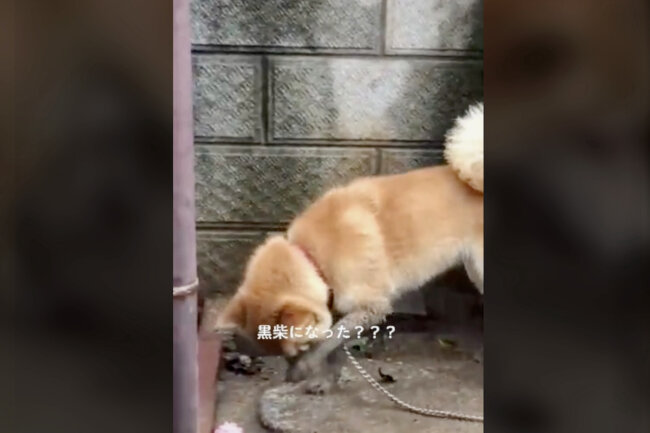 柴犬,動画
