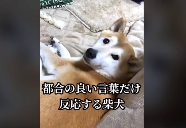 柴犬,動画