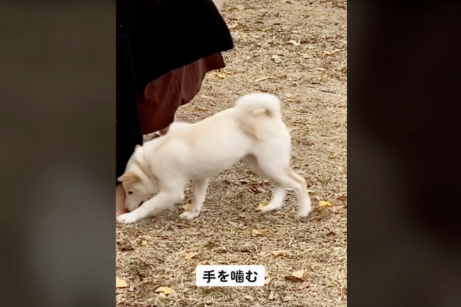 柴犬,動画