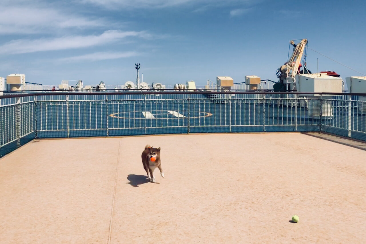 柴犬ライフ,kiki,モデル