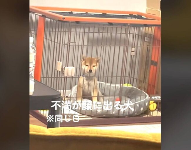 柴犬,動画