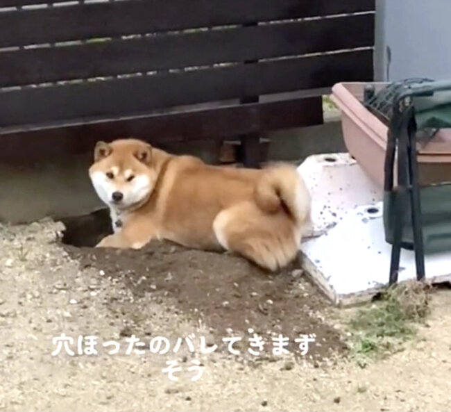 柴犬,動画