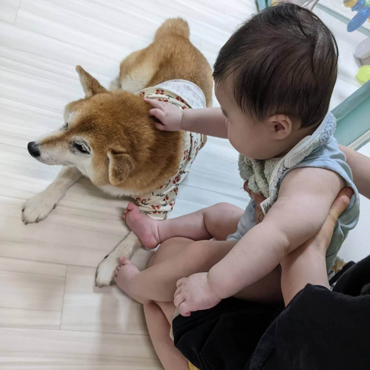 柴犬ライフ,アキナ山名,おまめ