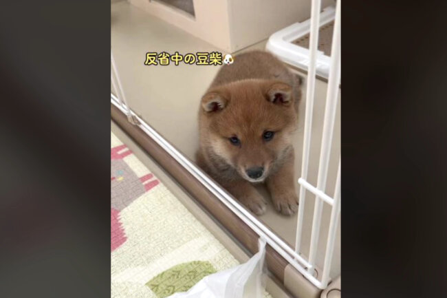 柴犬,動画
