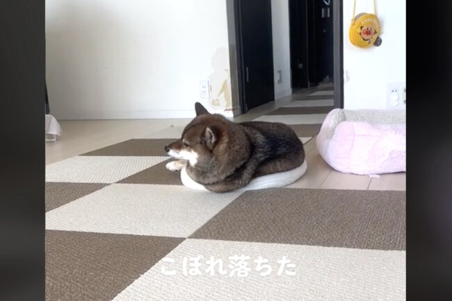 柴犬,動画