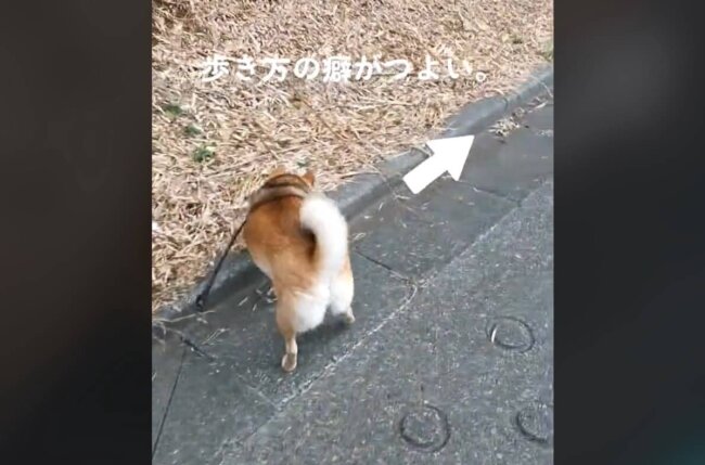 柴犬,動画