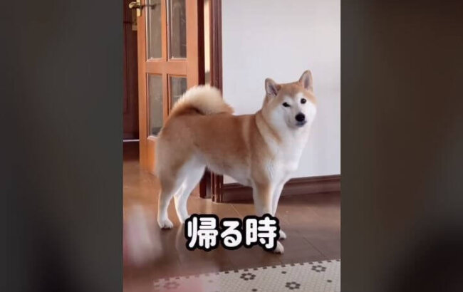 柴犬,動画