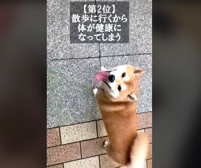 柴犬,動画