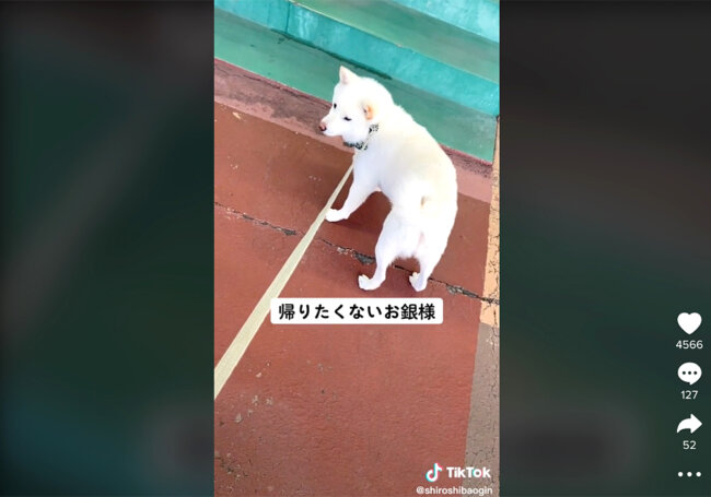 柴犬,動画