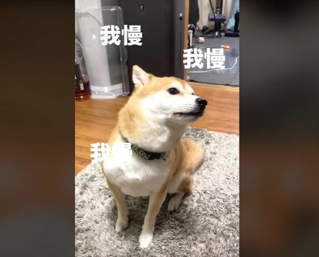 柴犬,動画