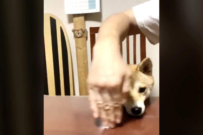 柴犬,動画