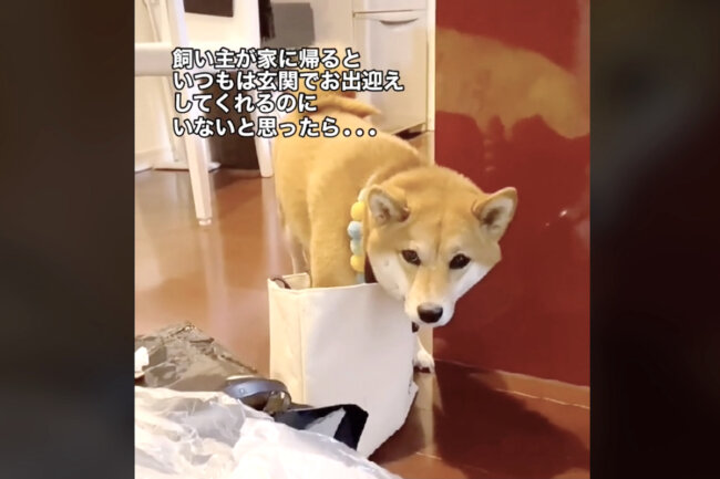 柴犬,動画