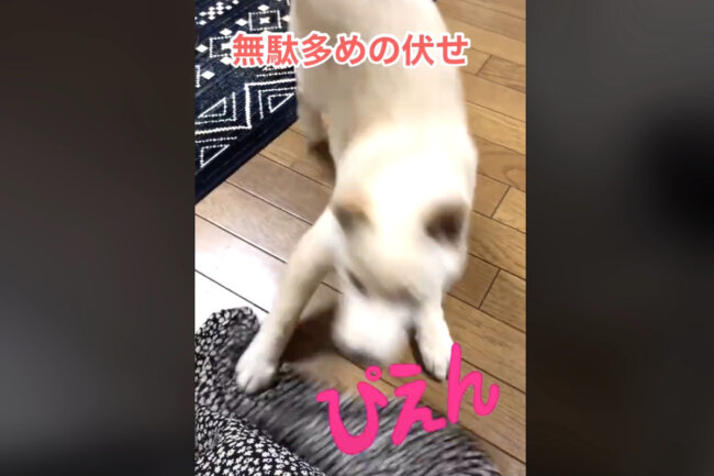 柴犬,動画