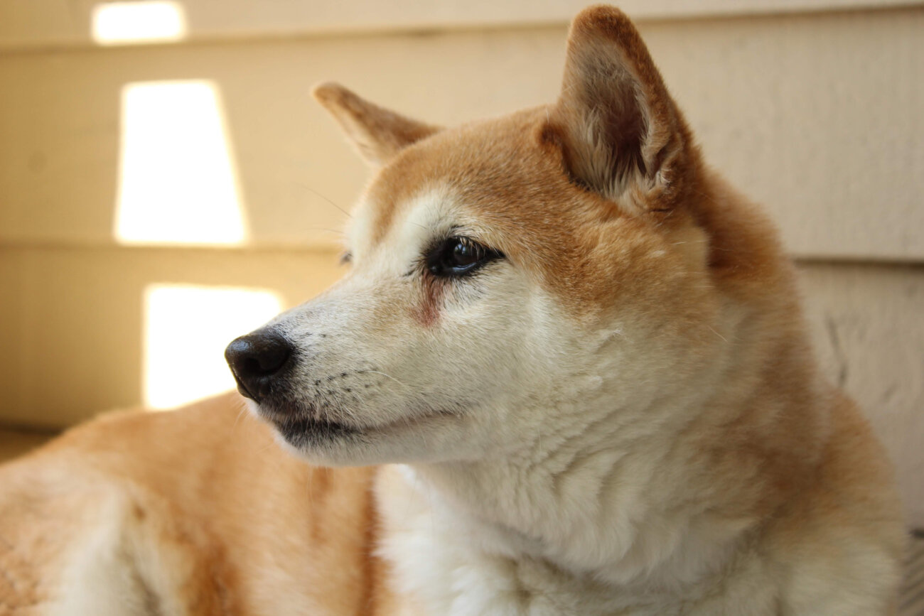 柴犬ライフ,ドッグライフコート