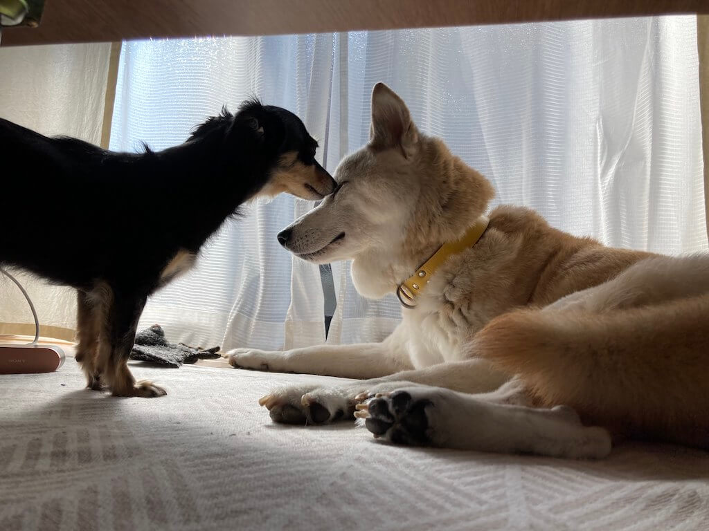柴犬とダックス