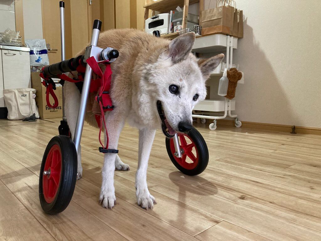 車椅子を使って歩く柴犬