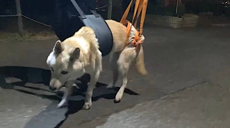 ハーネスを使う柴犬