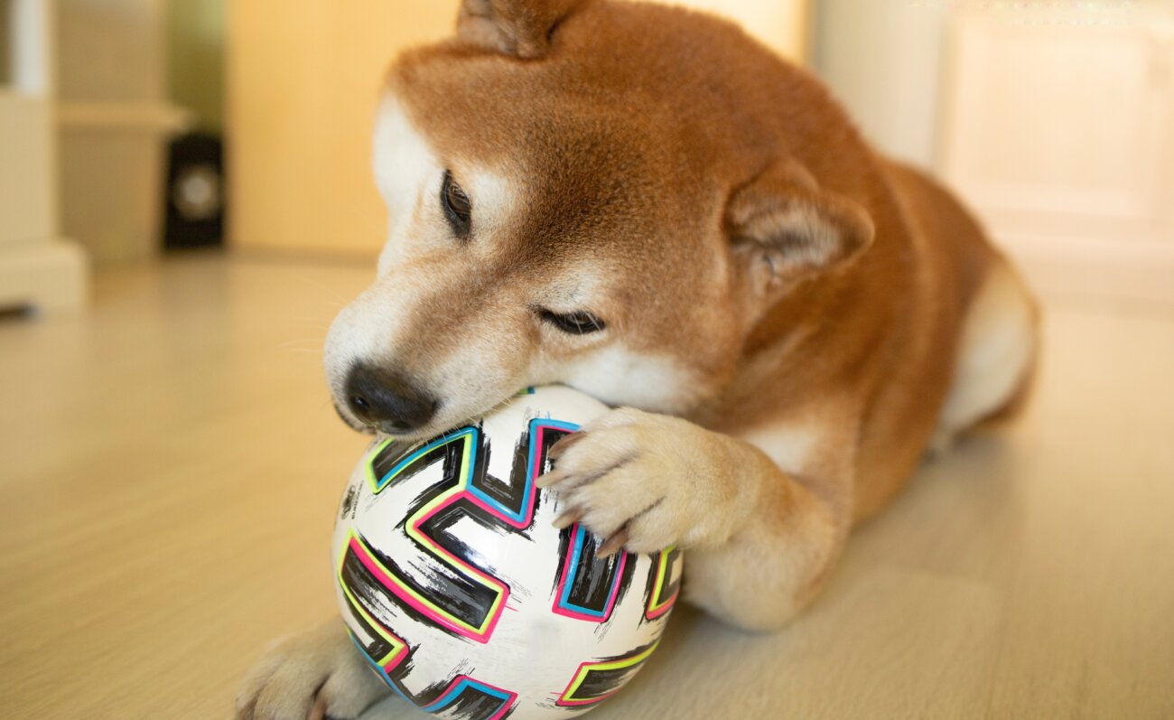 柴犬ライフ,見守りカメラ,switchbot