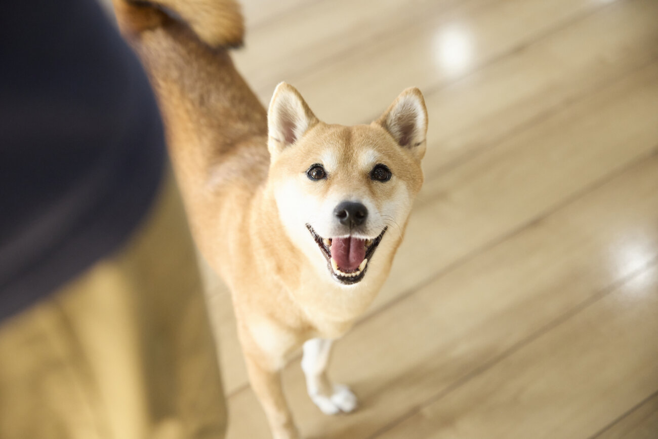 柴犬ライフ,ドッグライフコート