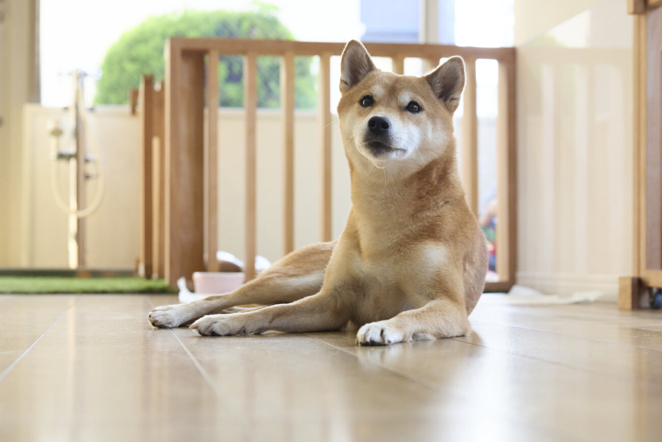 柴犬ライフ,ドッグライフコート