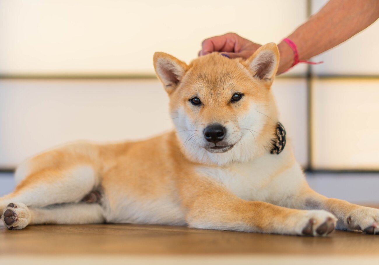 柴犬ライフ,見守りカメラ,switchbot