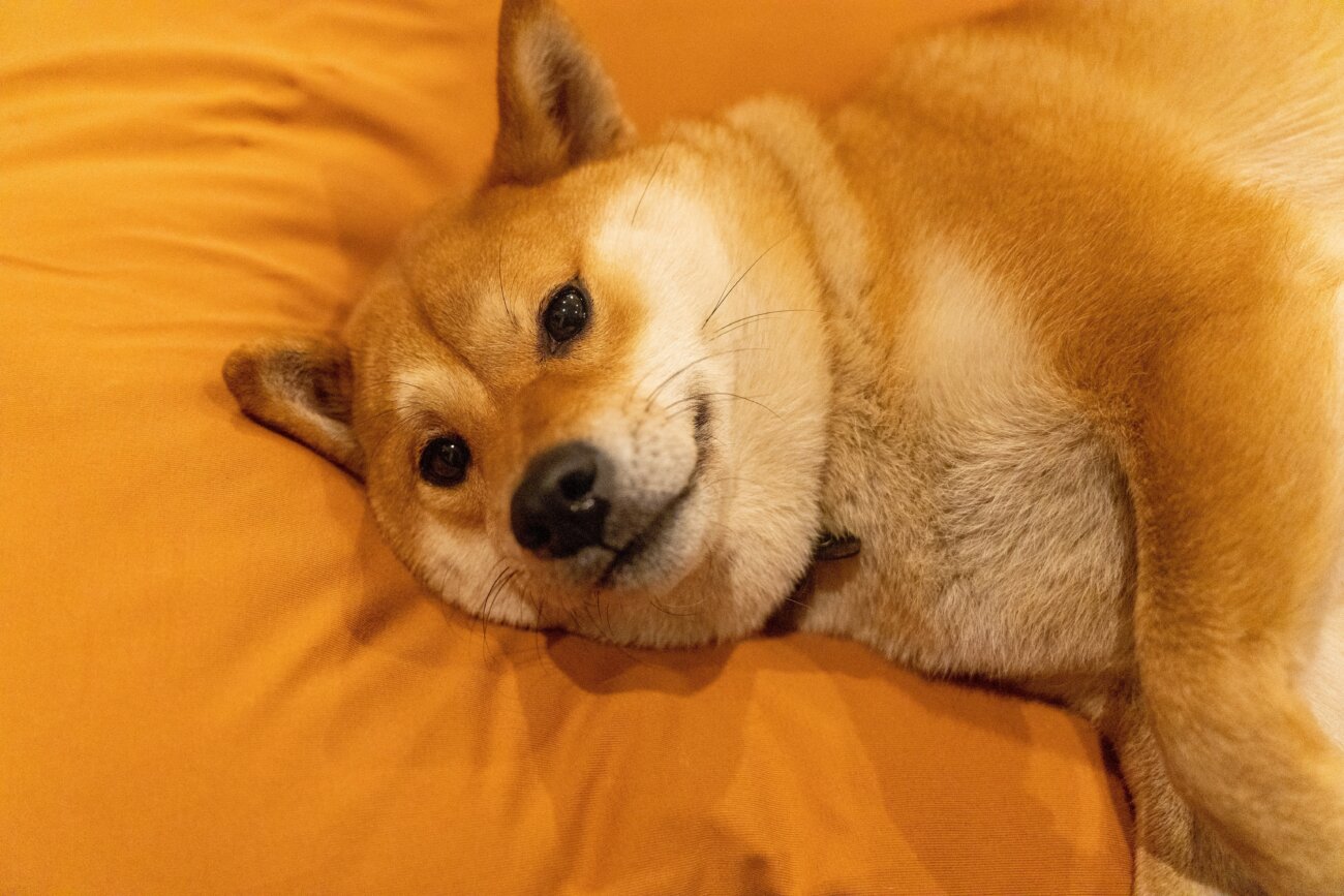 柴犬ライフ,見守りカメラ,switchbot