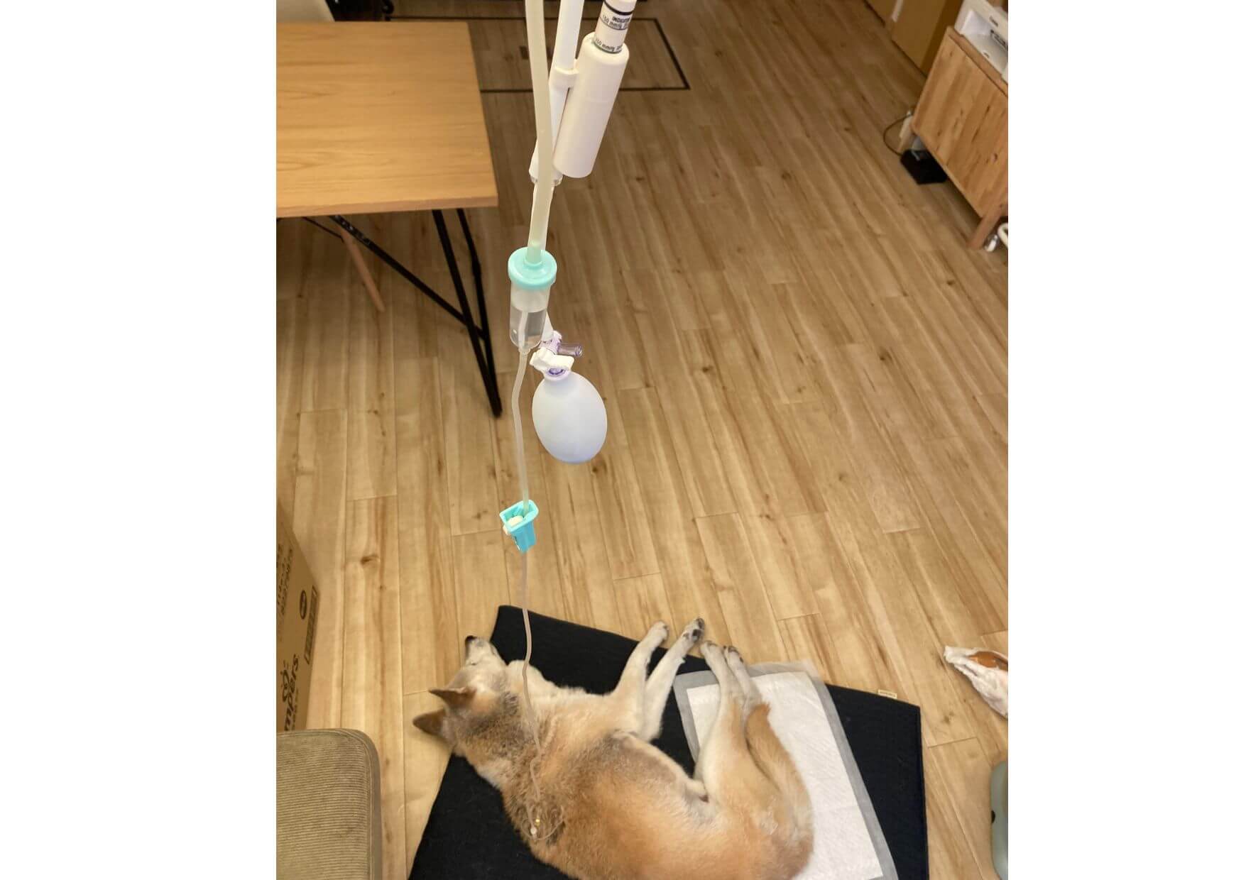 皮下点滴する様子