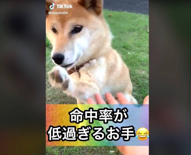 柴犬,動画