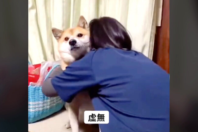 柴犬,動画
