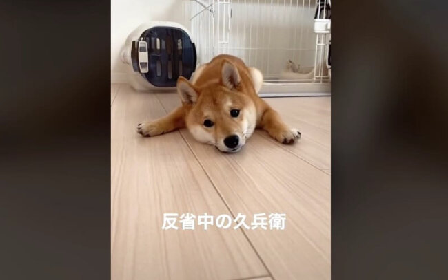 柴犬,動画