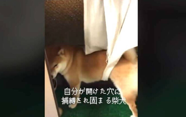 柴犬,動画