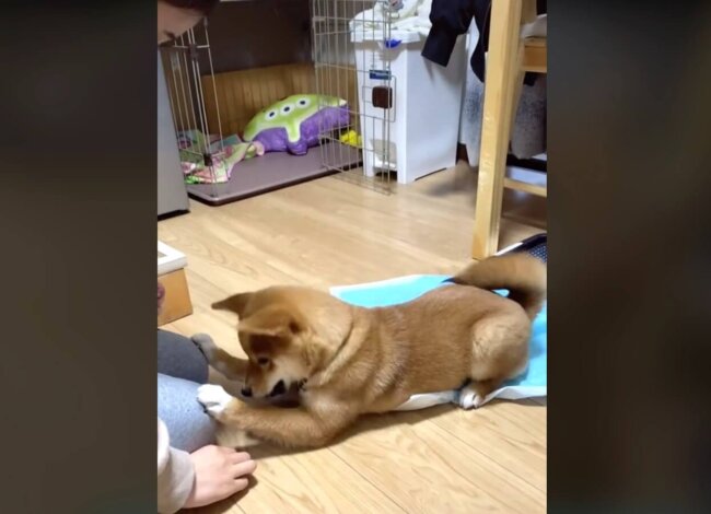 柴犬,動画