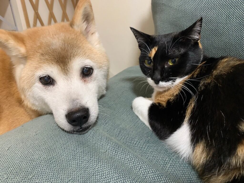 柴犬と猫