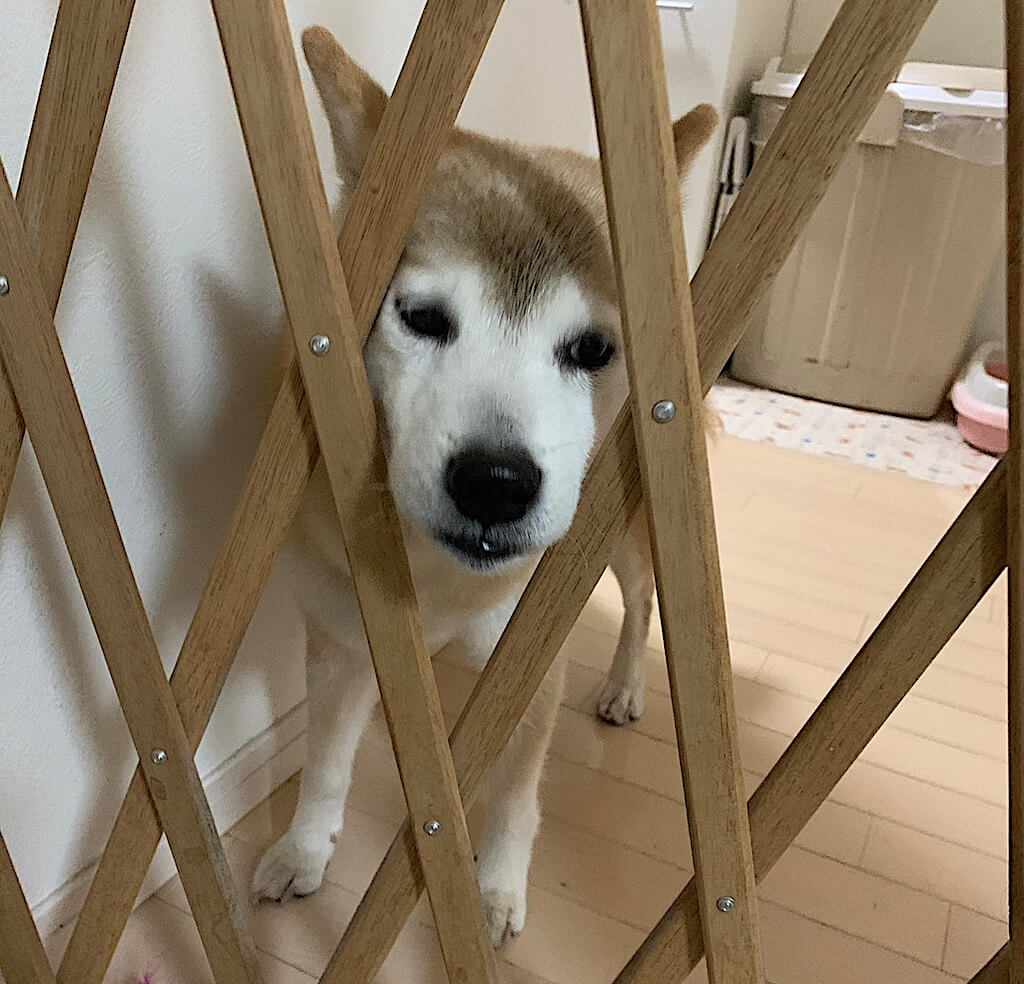 柴犬
