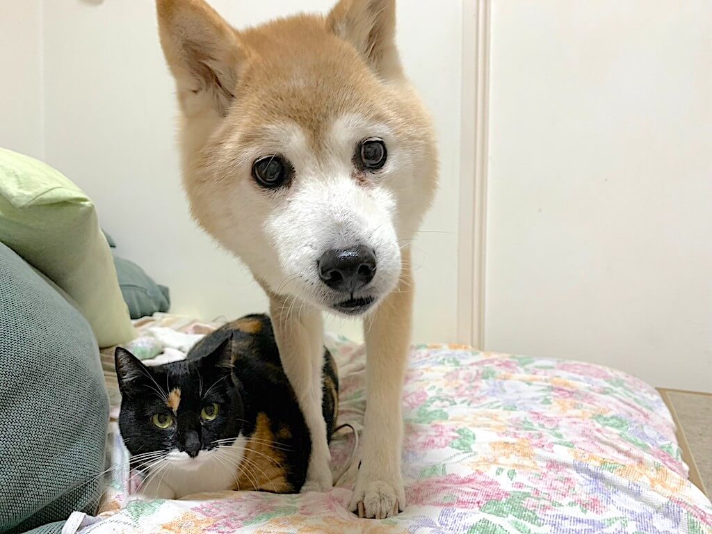 柴犬と猫
